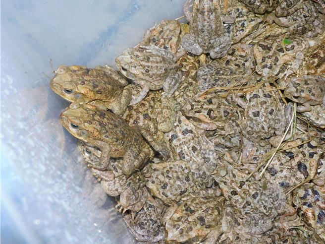 志工队5月移除海蟾蜍的幼体，甚至1夜抓破万只。（林保署南投分署提供／杨静茹南投传真）