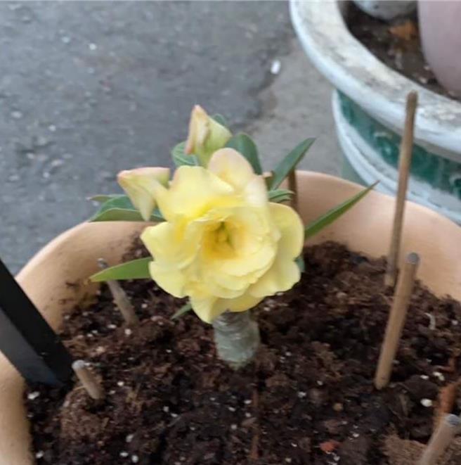 被偷走的沙漠玫瑰，夏天开花，花期约1个月。（民眾提供／宝智华台南传真）