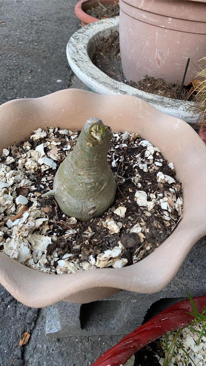 沙漠玫瑰开花被盗剪，剩下光秃秃的茎干。（民眾提供／宝智华台南传真）