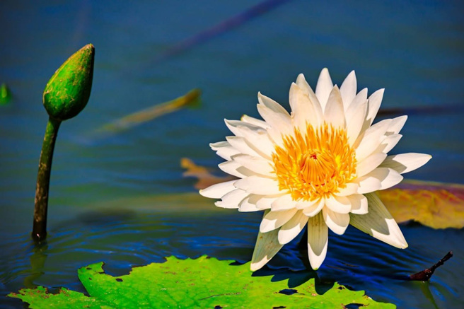 桃园每年必看的莲花季，今年以「莲爱」为主轴。（图／桃园市政府提供）