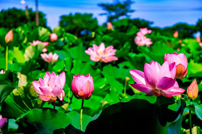 满池莲海连结人与人、人与城市，交织共生一个联繫紧密的网络，绽放出对土地永续再生的关爱。（图／桃园市政府提供）