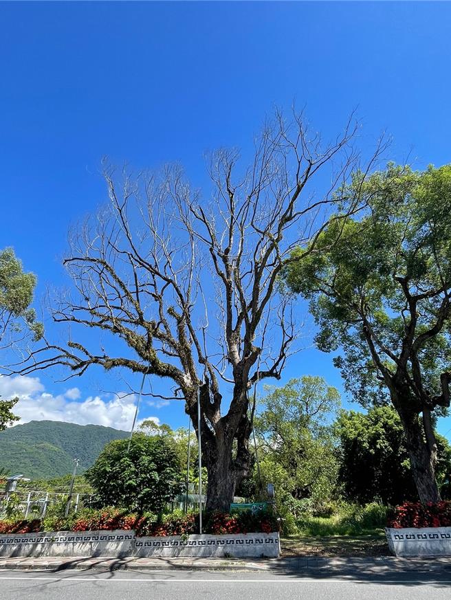花莲县瑞穗国小旁、受保护树木的86年老樟树，因染病无法根治，已于在去年移除。（林业保育署花莲分署提供／王志伟花莲传真）
