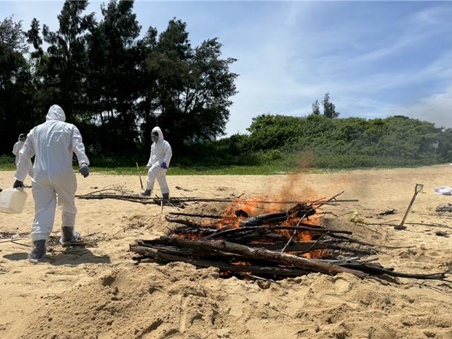 金門烈嶼鄉青岐港岸際22日發現1隻漂流豬屍，防疫所人員赴現場執行檢體採樣及消毒作業後，就地焚燒掩埋。(圖／民眾提供)