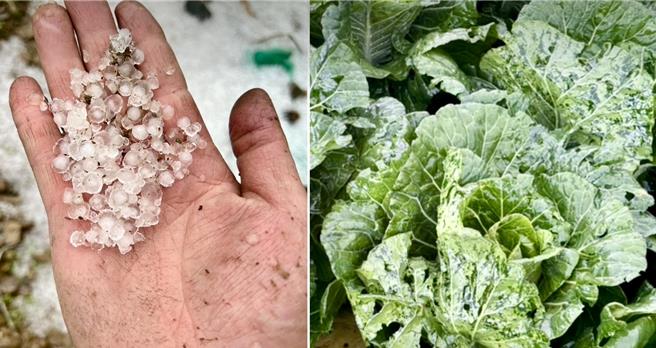 南投县仁爱乡翠华村华岗部落26日下午狂风暴雨伴随冰雹，1元硬币大小的冰雹，砸烂即将採收的高山蔬菜。（民眾提供／杨静茹南投传真）