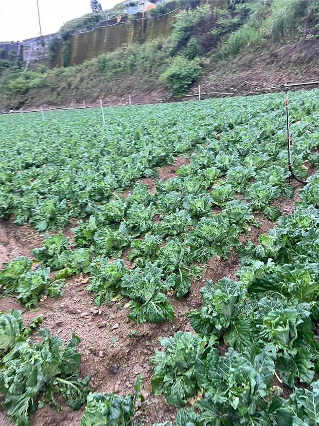 南投县仁爱山区午后热对流旺盛，狂风暴雨伴随近半小时冰雹，田间铺满了白色冰雹。（民眾提供／杨静茹南投传真）