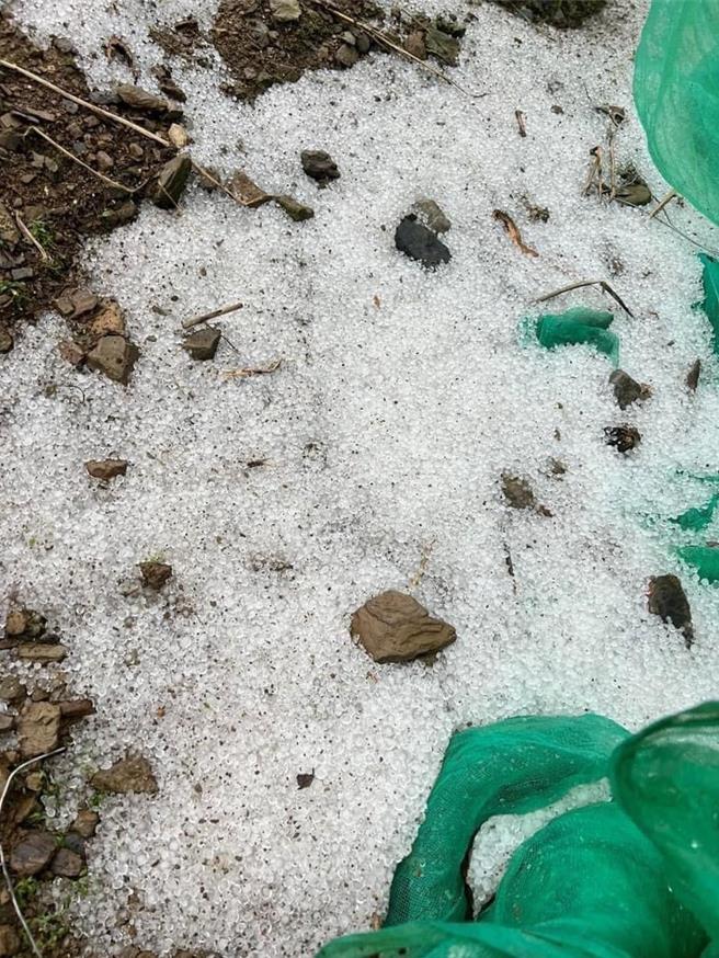南投县仁爱山区午后狂风暴雨伴随近半小时冰雹，田间铺满了白色冰雹，最大如1元硬币。（民眾提供／杨静茹南投传真）