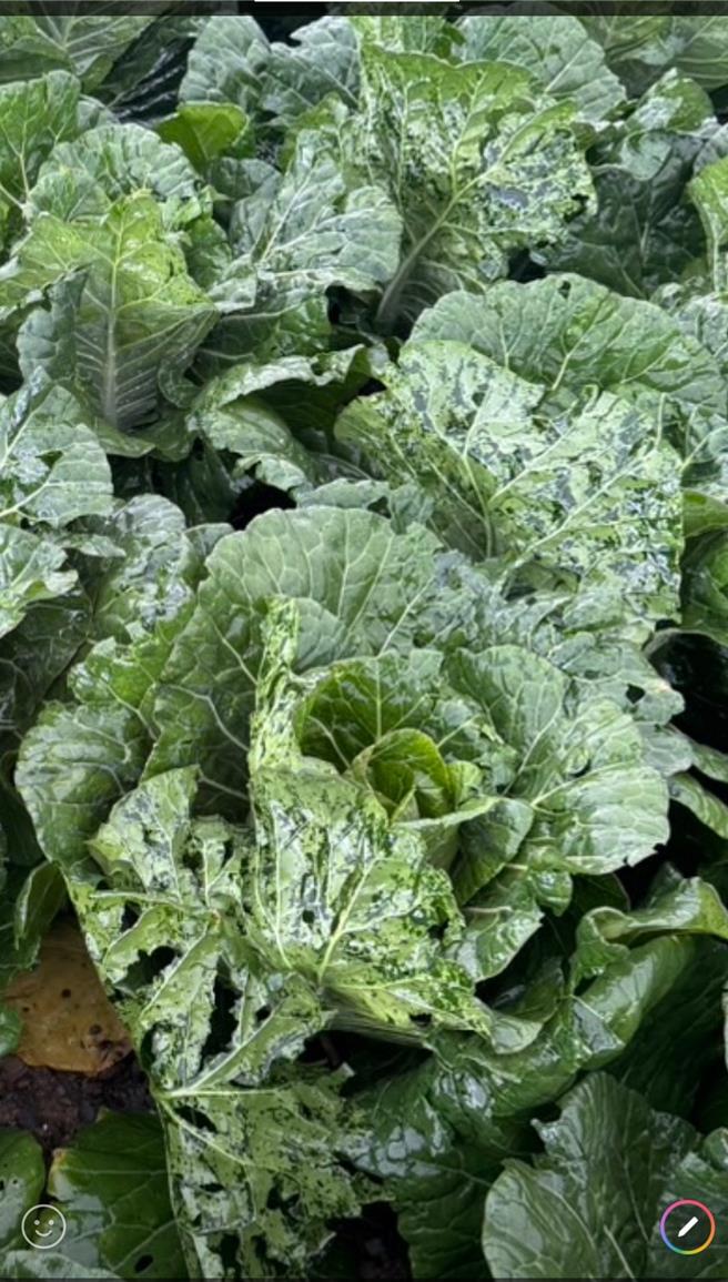 即将採收的高山高丽菜遭冰雹砸烂，农民损失惨重，简直欲哭无泪。（民眾提供／杨静茹南投传真）