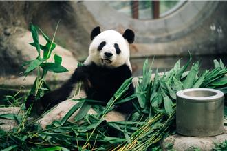 夏日親子出遊必衝！香港海洋公園動物奇遇之旅 日本看祭典絢麗煙火
