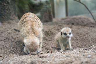 台北市立動物園倒數2天開園 12種新生動物成長中