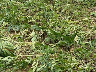 豪雨釀災 桃園西瓜嚴重損害 瓜王爭霸戰參賽人數減