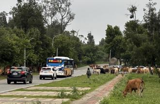 金門畜牧業者佔國土 放牛「逛大街」與車爭道 議員協調遷移