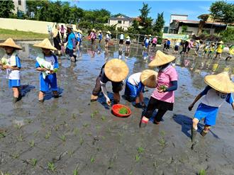 从3C到田间 学生卷裤管体验阿公时代传统插秧