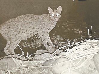 彰化保護石虎 啟動生態服務給付