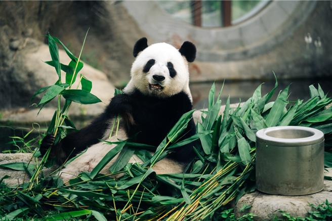 香港海洋公園內的大熊貓。（業者提供）