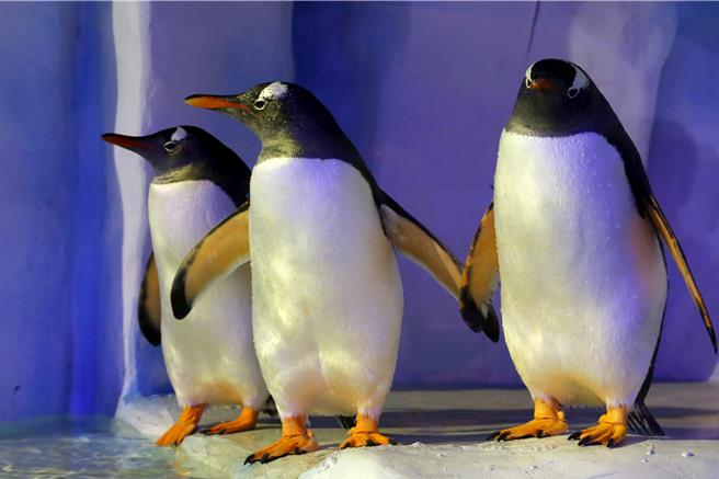 香港海洋公園內的企鵝館。（業者提供）