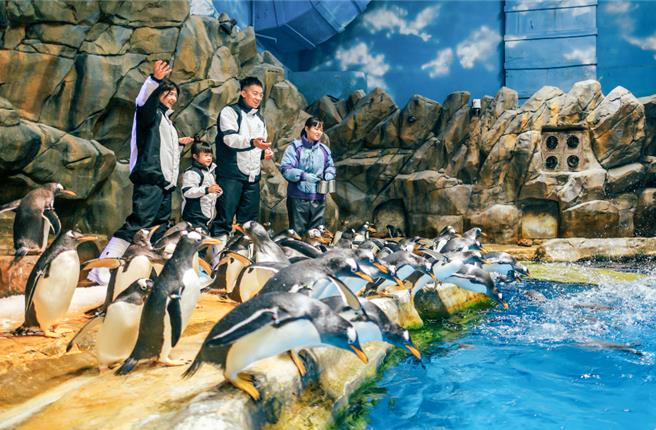 香港海洋公園內的飼育員餵食海豚。（業者提供）