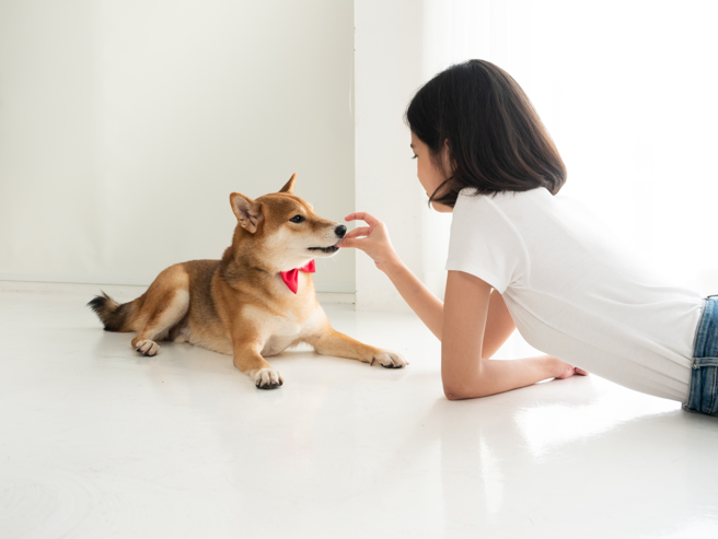 不少毛爸毛媽會請寵物溝通師，了解毛孩內心。（示意圖，shutterstock／達志）