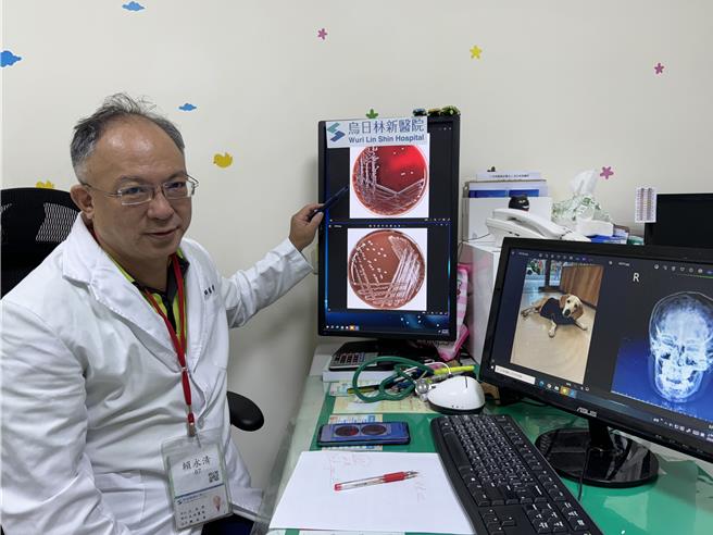 乌日林新医院过敏免疫科主任暨小儿科医师赖永清27日指出，犬巴斯德菌主要寄生在猫狗禽类、嚙齿动物的口腔齿龈部、鼻咽呼吸道及肠胃道，人会感染通常是被动物抓伤、咬伤或亲密接触，案例少见。（乌日林新医院提供／潘虹恩台中传真）