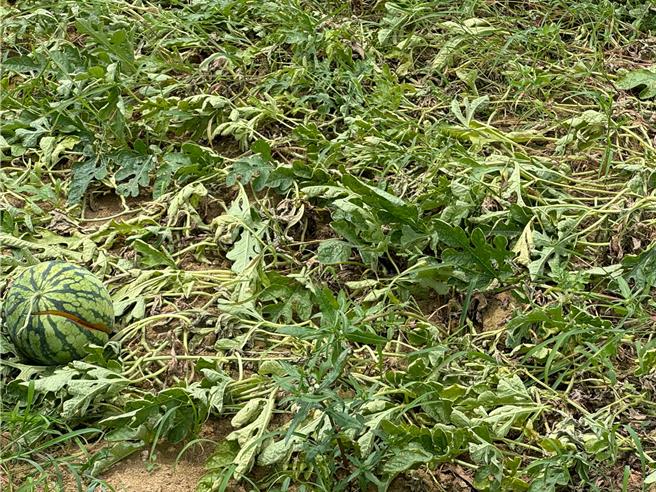 桃园市今年5、6月受豪雨影响，新屋、观音、大园、杨梅、龙潭等地区瓜田陆续传出瓜藤果实腐烂、叶面破损、藤根受损等灾情。（桃园市农业局提供）