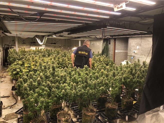 34歲蔡姓男子自學種植大麻，並夥同3名友人在台中、彰化3處地方承租廠房搭建大麻工廠，警方今年5月循線破獲，查扣780株大麻植株、63.4公斤大麻與相關器具，將蔡男4人依涉《毒品危害防制條例》移送彰檢偵辦。（警方提供／潘虹恩台中傳真）