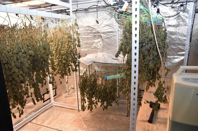 34歲蔡姓男子自學種植大麻，並夥同3名友人在台中、彰化3處地方承租廠房搭建大麻工廠，設備專業，警方今年5月循線破獲，將蔡男4人依涉《毒品危害防制條例》移送彰檢偵辦。（警方提供／潘虹恩台中傳真）
