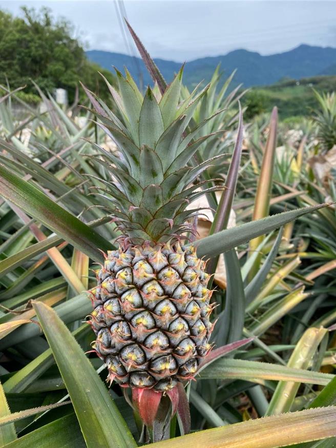 台东县延平乡生产的凤梨经过1年8个月熟成，日照长达600天，果肉酸甜、果香浓郁。（农粮署东区分署提供／萧嘉蕙台东传真）