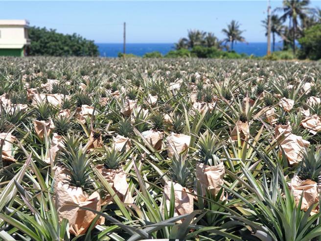 台东县成功镇八嗡嗡部落种植的凤梨受太平洋海风吹拂，被称为「吹海风的凤梨」，果肉清甜细致。（农粮署东区分署提供／萧嘉蕙台东传真）