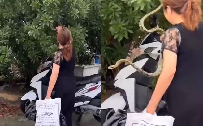 大陆有名大妈徒手抓蛇还「全程笑脸」，不禁让旁看了冷汗直流。（图／翻摄自微博）