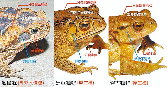 林保署南投分署說，民眾可透過蟾蜍眼睛虹膜顏色來分辨，海蟾蜍是綠色，盤古蟾蜍偏紅色，黑眶蟾蜍則是黃色。（林保署南投分署提供／楊靜茹南投傳真）
