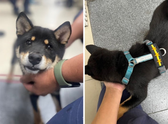 贪玩黑柴马路当游戏场！暖警「抱紧处理」授1线3星当警犬 结局有洋葱