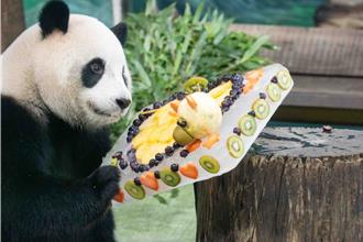 猫熊圆宝欢庆4岁生日 蛋糕如往年还是被打翻