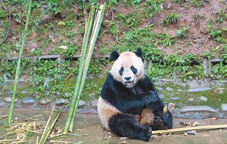 陸2貓熊赴加州 美暌違21年迎嬌客