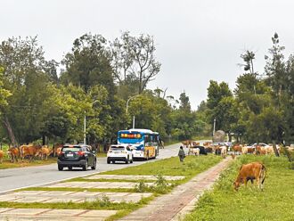 金門 牛羊群逛大街 民怨與車爭道