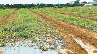 雨損減產 桃園西瓜爭霸戰 參賽者少3分之1