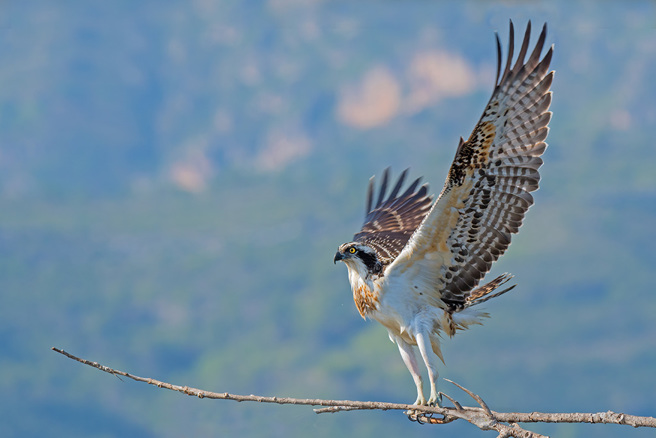 魚鷹又稱鶚，是一種以魚類為主食的猛禽。(圖:shutterstock/達志)
