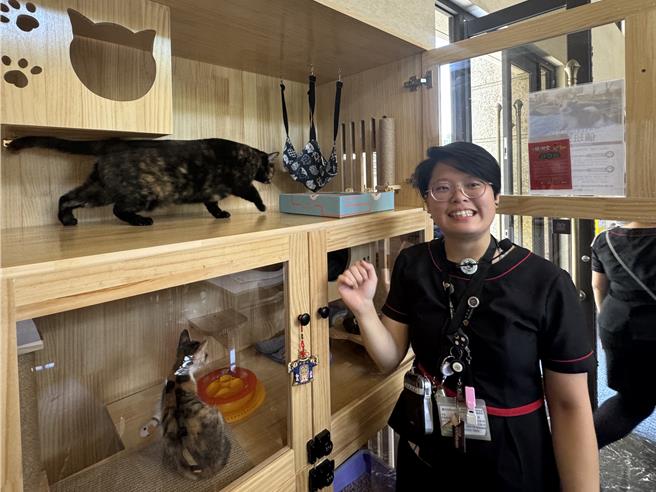 台中市乌日区「樱花一绽」社区在大厅设置认养小栈，安置幼猫进行送养，社区经理黄雅筠说，每天会看猫咪心情让其担任「猫秘书」，住户与牠互动间进一步落实生命教育，截至今年6月社区已送养出46只猫咪。（潘虹恩摄）