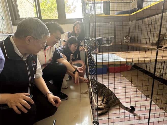 台中市乌日区「樱花一绽」社区力推动物友善，号召住户担任志工执行TNVR计画，并设置安置区、认养小栈，安置幼猫进行送养。（潘虹恩摄）