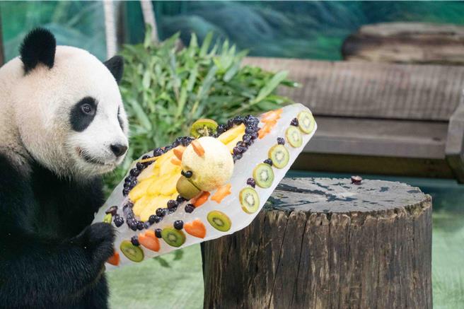 台北市立动物园目前有3只大猫熊，其中「圆宝」今(28)日欢庆生日，园方特别举办「圆宝4岁生日会」，仅开放50位粉丝报名参加。(台北市立动物园提供)