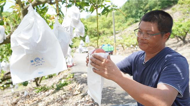 每个爱文都是吕益胜用心照顾的成果。（宝智华摄）
