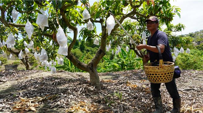 近午时分，吕益胜不畏烈日高温，仍在果园採果。（宝智华摄）