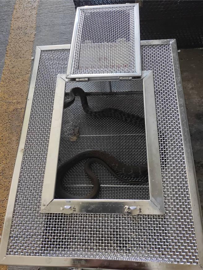 随着天气渐热，蛇类开始出没活动。南投县埔里镇、草屯镇25日下午先后传出车行鸟笼出现「臭青母」，工地鹰架又有锦蛇出没，1天就补了10尾蛇，幸无民眾伤亡。（民眾提供／潘虹恩南投传真）