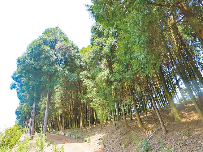 環境部公布15種不建議種植的樹種清單，突顯民進黨政府空汙管制策略沒有格局，對樹木下手，卻忽略車輛排汙問題，圖為台灣肖楠造林地。（本報資料照片）