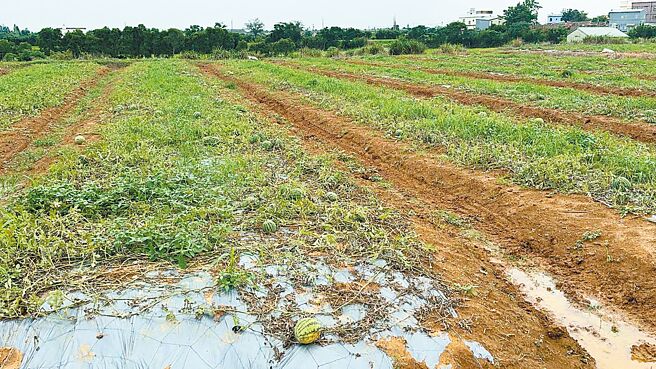 桃园市今年5、6月受豪雨影响，新屋、观音、大园、杨梅、龙潭等地瓜田陆续传出瓜藤果实腐烂、叶面破损、藤根受损等灾情。（桃园市农业局提供／姜霏桃园传真）