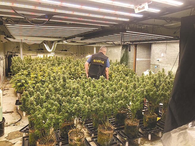 34歲蔡姓男子自學種植大麻，並夥同3名友人在台中、彰化3處地方承租廠房搭建大麻工廠，警方今年5月循線破獲，查扣780株大麻植株、63.4公斤大麻與相關器具，將蔡男4人依涉《毒品危害防制條例》移送彰檢偵辦。（警方提供／潘虹恩台中傳真）