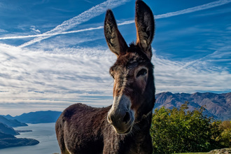 宠物驴走失5年 竟成驼鹿群「老大」 原饲主傻了
