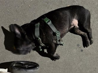 大安森林公園毛孩「吃草」竟暴斃 動保處要查