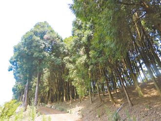 種錯樹增臭氧？ 環長：空汙錙銖必較