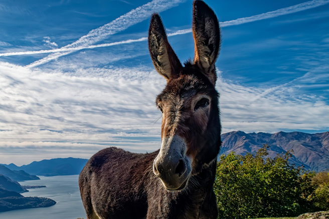 美國一名男子到野外狩獵，意外看見一隻驢子混在駝鹿群中，且似乎是駝鹿的「老大」。（示意圖：Shutterstock／達志）