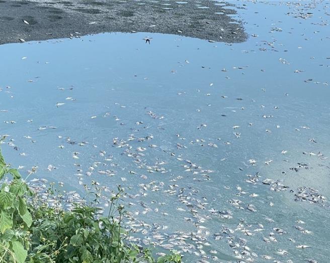 台南有养殖渔民鱼塭的电缆被偷，水车无法运转提供氧气，造成池内的台湾鲷翻肚死亡。（读者提供／张毓翎台南传真）