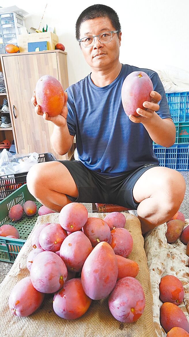 当了13年挖土机司机的吕益胜，10年前转行改种芒果，去年首度参加台南芒果评鑑没得名，今年卷土重来，一举夺冠。（宝智华摄）